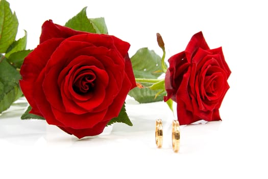two red roses and wedding rings over white background