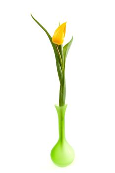 One single beautiful yellow Dutch tulip in green vase over white background