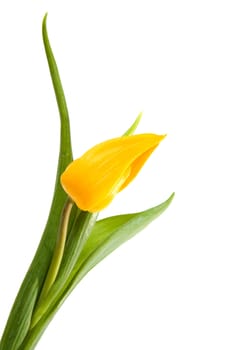 One single beautiful yellow Dutch tulip over white background