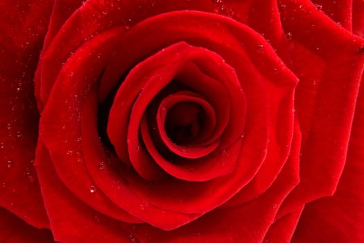 red rose with waterdrops in closeup