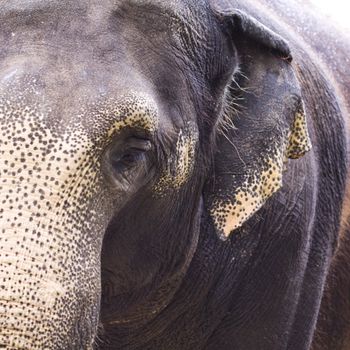 focus on the elephant head in square frame