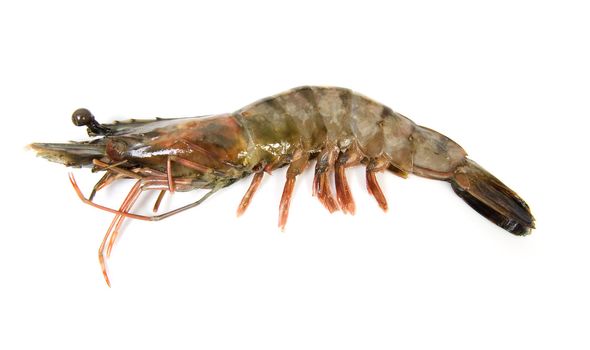 One raw shrimp isolated on white background