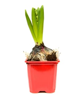 Hyacinth flower in red pot over white background