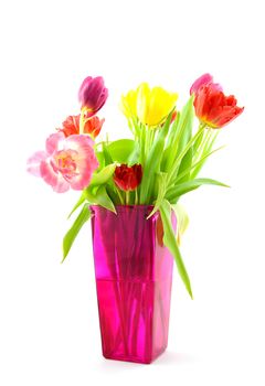 Dutch tulips in pink vase isolated on white background