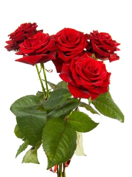 bouquet of red roses isolated on white background