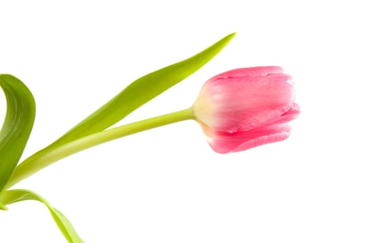 pink Dutch tulip over white background