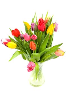 Colorful Dutch tulips in glass vase over white background