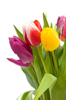 Colorful Dutch tulips in closeup over white background