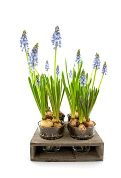 Muscari botryoides flowers also known as blue grape hyacinth  isolated on white background