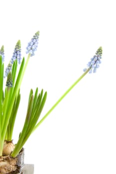 Muscari botryoides flowers also known as blue grape hyacinth  isolated on white background