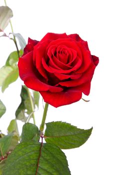 red rose in closeup over white background