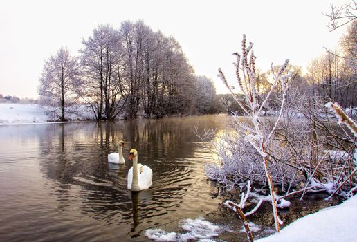 two white swans swim in winter river