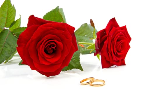 Two red roses and wedding rings over white background