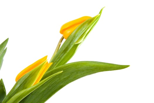 beautiful yellow Dutch tulips in closeup over white background