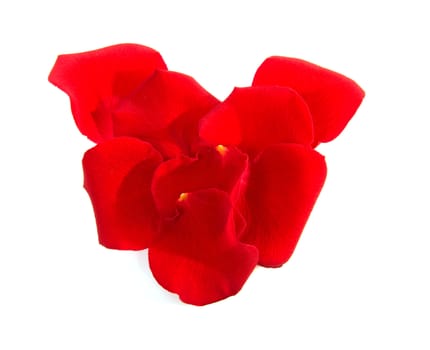 red rose leaves in heart shape over white background