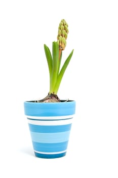 hyacinth flower in blue pot isolated on white background