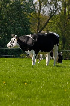 Black and white Dutch cow in grass field