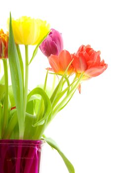 Dutch tulips in closeup over white background