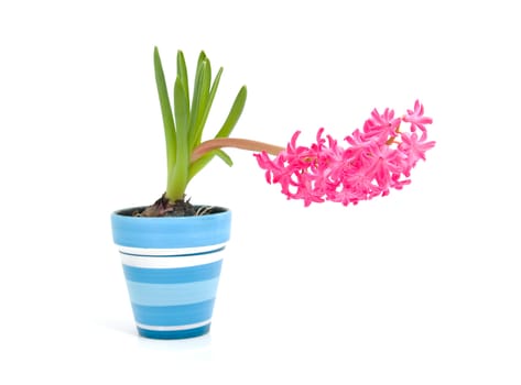Pink hyacinth flower in blue pot over white background