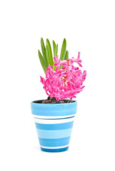 Pink hyacinth flower in blue pot over white background