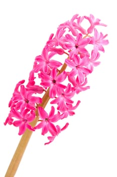 Pink hyacinth flower in closeup over white background