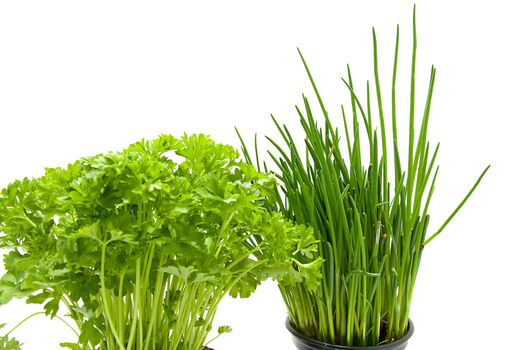 Fresh parsley and chives isolated on white background