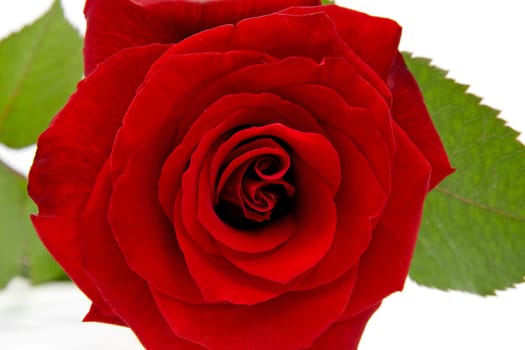 beautiful big red rose in closeup over white background