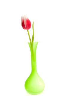 beautiful pink Dutch tulip in green vase isolated on white background