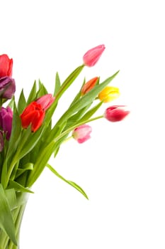 Colorful Dutch tulips in closeup over white background