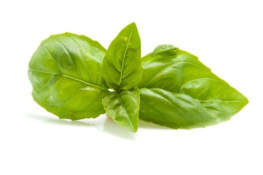 fresh leaf of basil isolated on white background