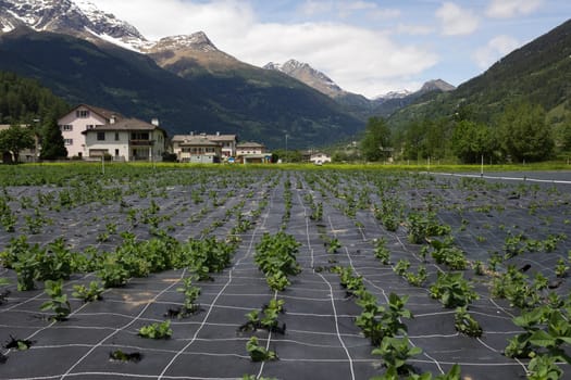 Agriculture in Switzerland. field near the village in the Poschiavo valley Swiss Alps 