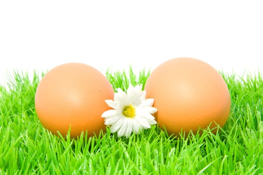 Two brown chicken eggs on grass with little white flower over white background