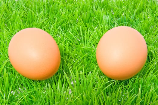 Two brown chicken eggs on grass in closeup