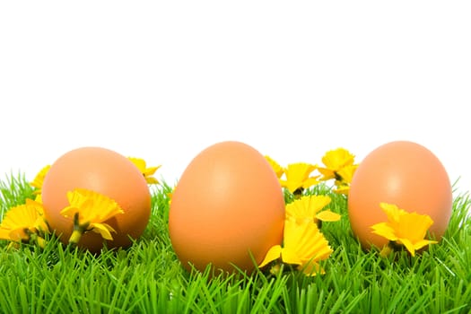 Three brown chicken eggs on grass with yellow flowers, over white background