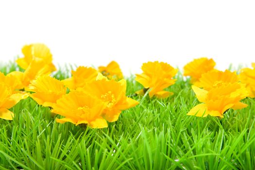 Yellow flowers on grass over white background