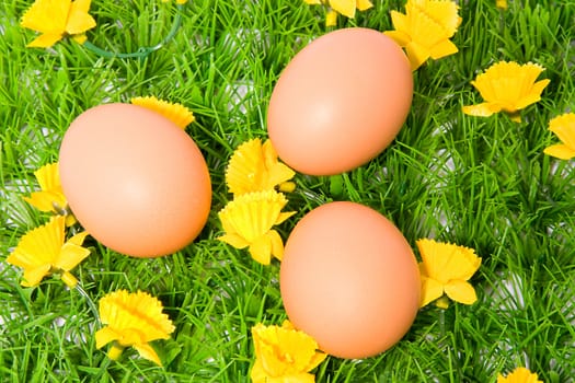 Three brown chicken eggs on grass with yellow flowers, over white background
