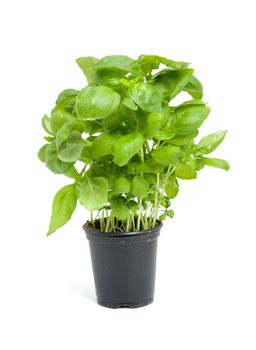 fresh basil plant in black pot isolated on white background