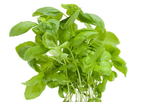 fresh basil plant in closeup isolated on white background