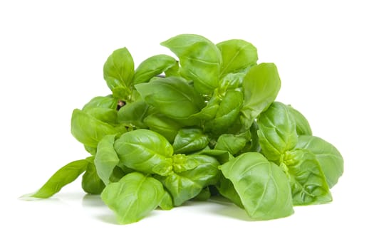 fresh basil plant in closeup isolated on white background