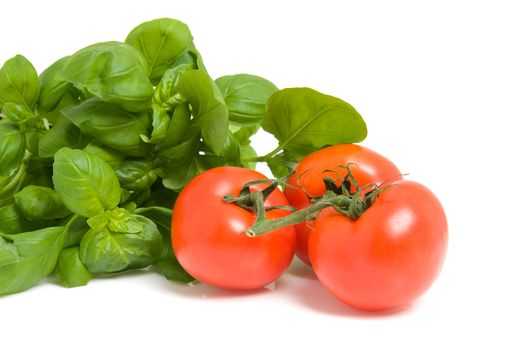 fresh basil plant and tomatoes isolated on white background