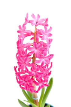 Pink hyacinth flower in closeup over white background