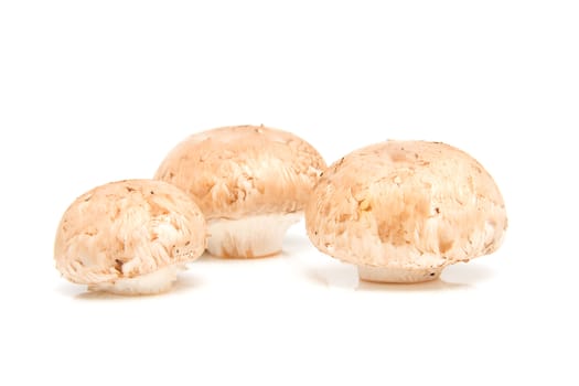 Three fresh chestnut mushrooms isolated on white background