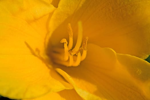 macro of yellow lilly flower in sunshine