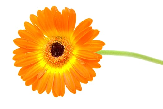 Orange gerber flower with water drops in closeup