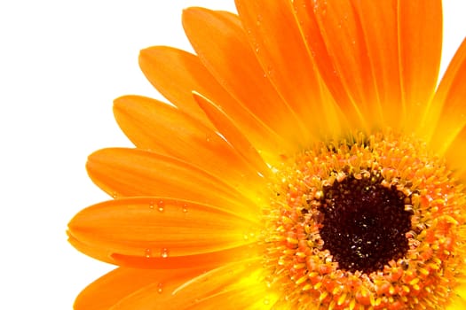 Orange gerber flower with water drops in closeup