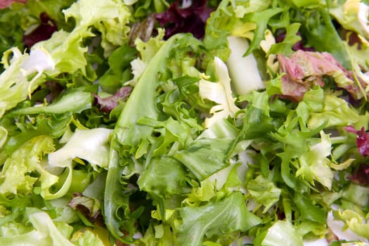 background of fresh lettuce in closeup