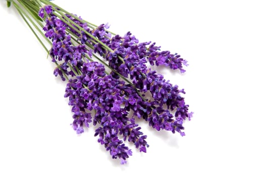Plucked fresh lavender in closeup over white background