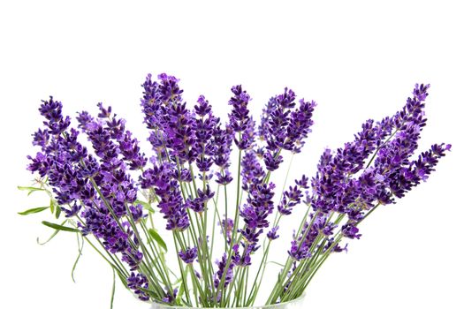 Plucked fresh lavender in closeup over white background