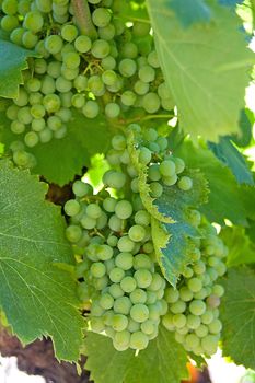 White wine grapes in vineyard hanging in sunshine in France