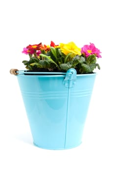 Colorful Primula flowers in blue bucket isolated on white background